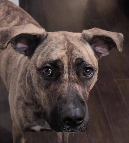 Picture of Oskala, a mixed bread brindled dog with floppy ears, staring attentively.